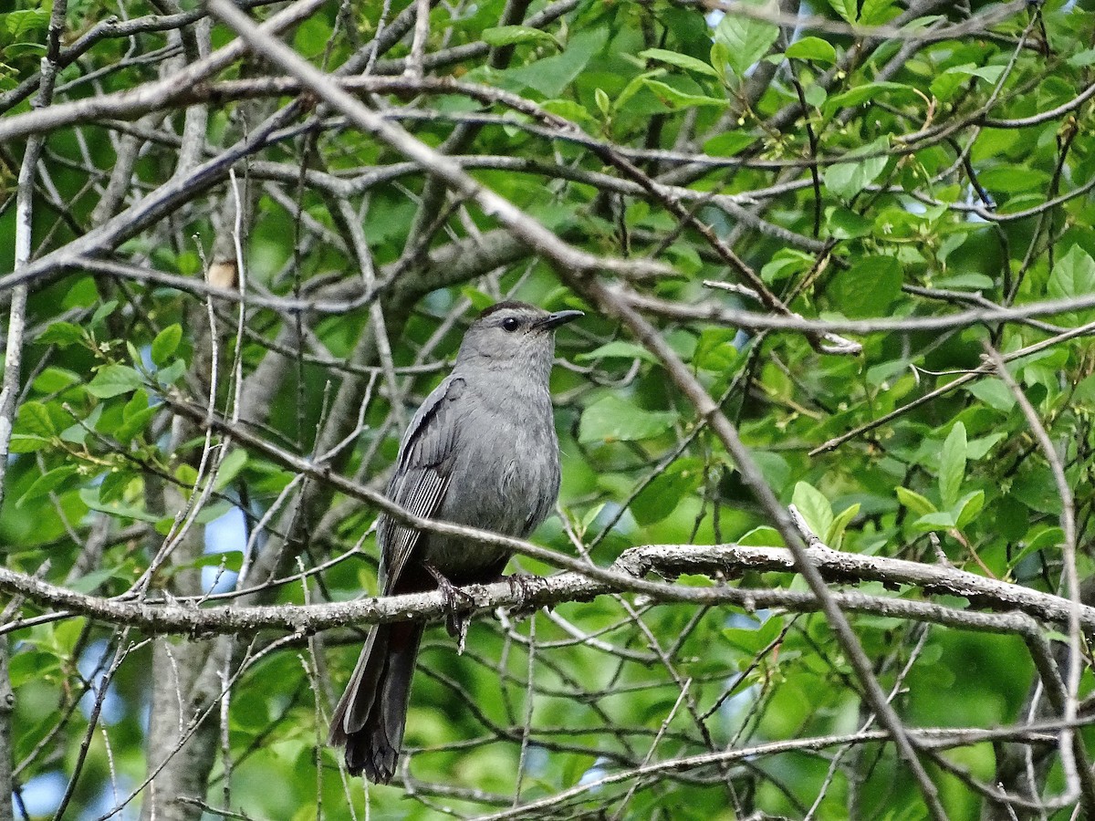 Pájaro Gato Gris - ML619810489