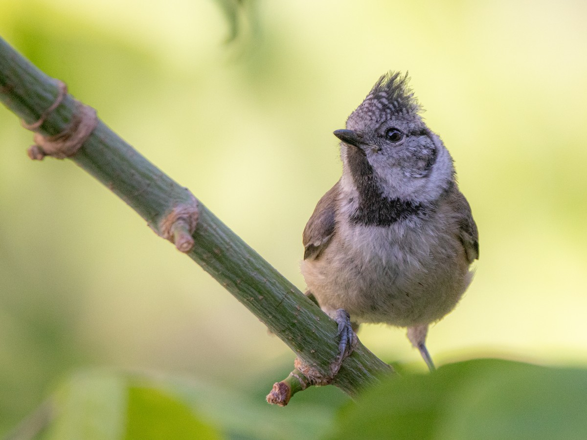 Crested Tit - ML619810509