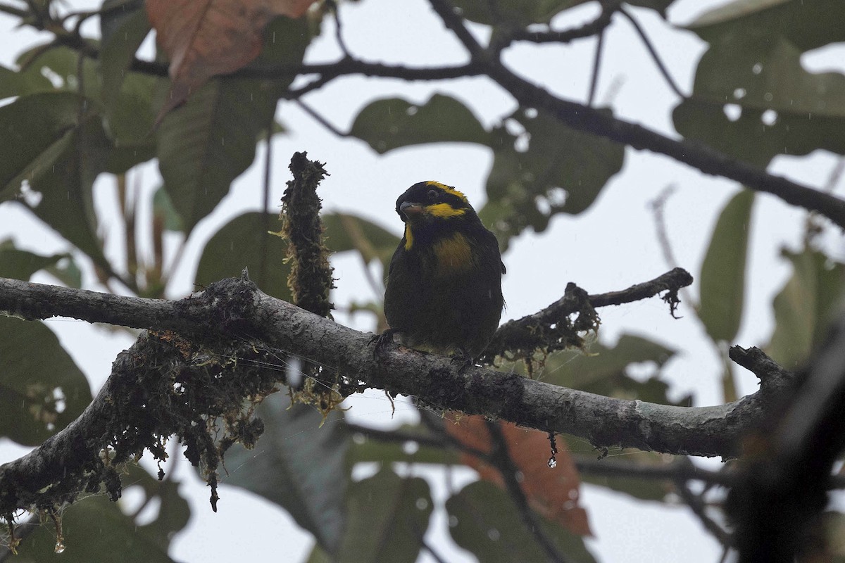 Gold-ringed Tanager - ML619810511