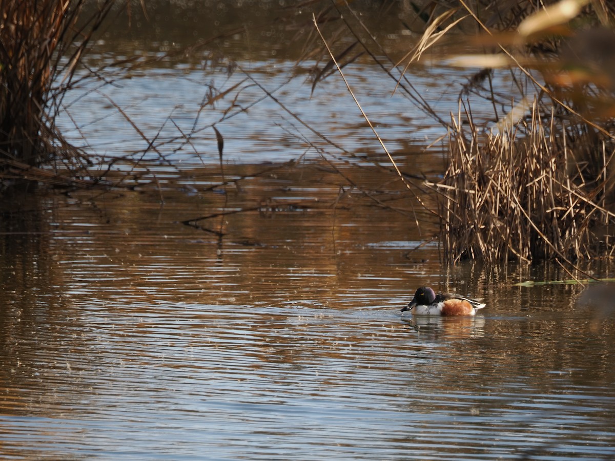 Northern Shoveler - ML619810517