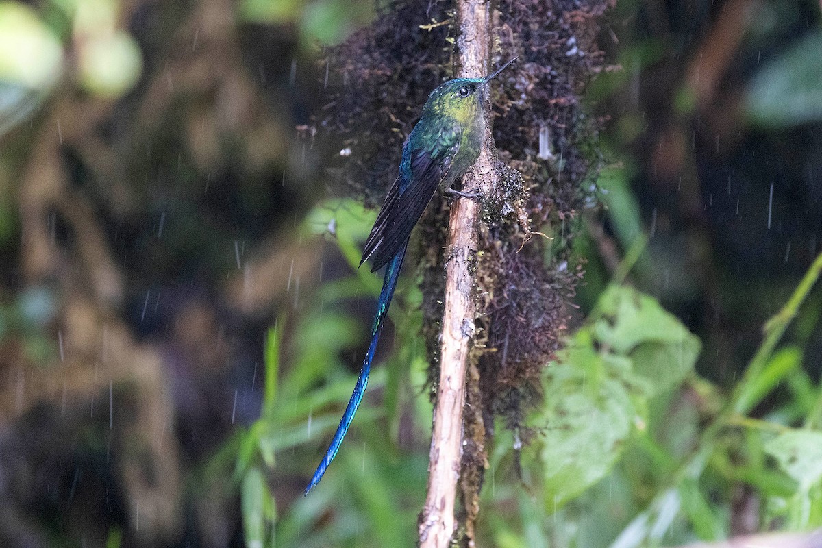 Violet-tailed Sylph - ML619810518