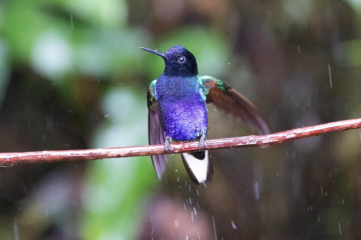 kolibřík hyacintový - ML619810521
