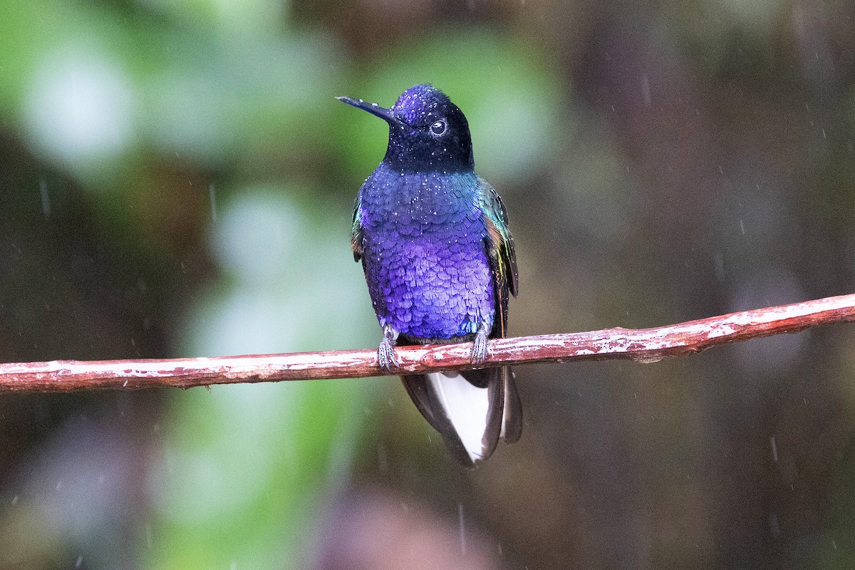 kolibřík hyacintový - ML619810522