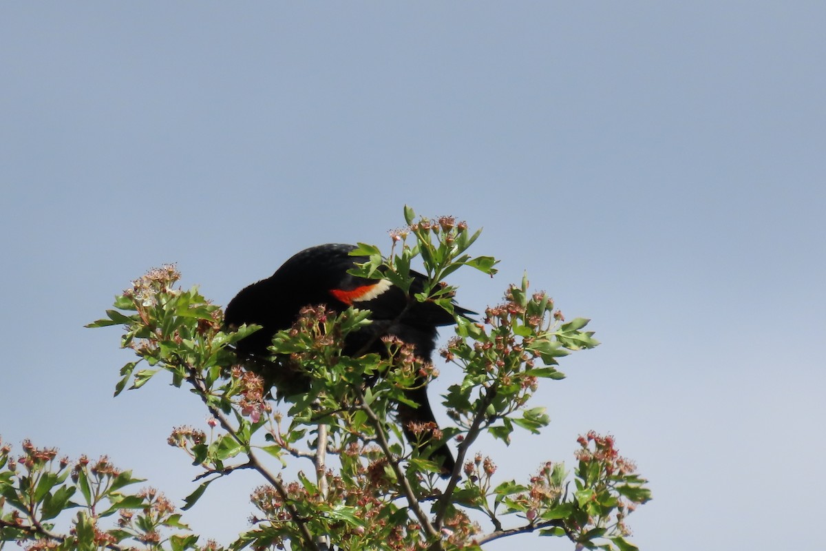 Red-winged Blackbird - ML619810527