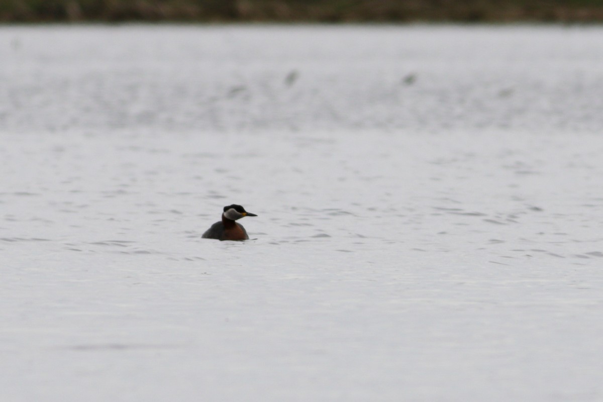 Red-necked Grebe - ML619810531