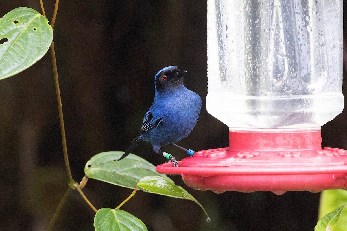 Masked Flowerpiercer - ML619810541