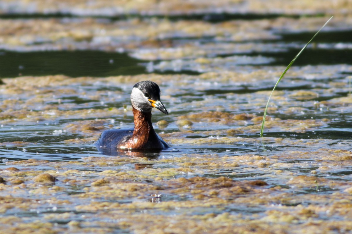 Red-necked Grebe - ML619810554