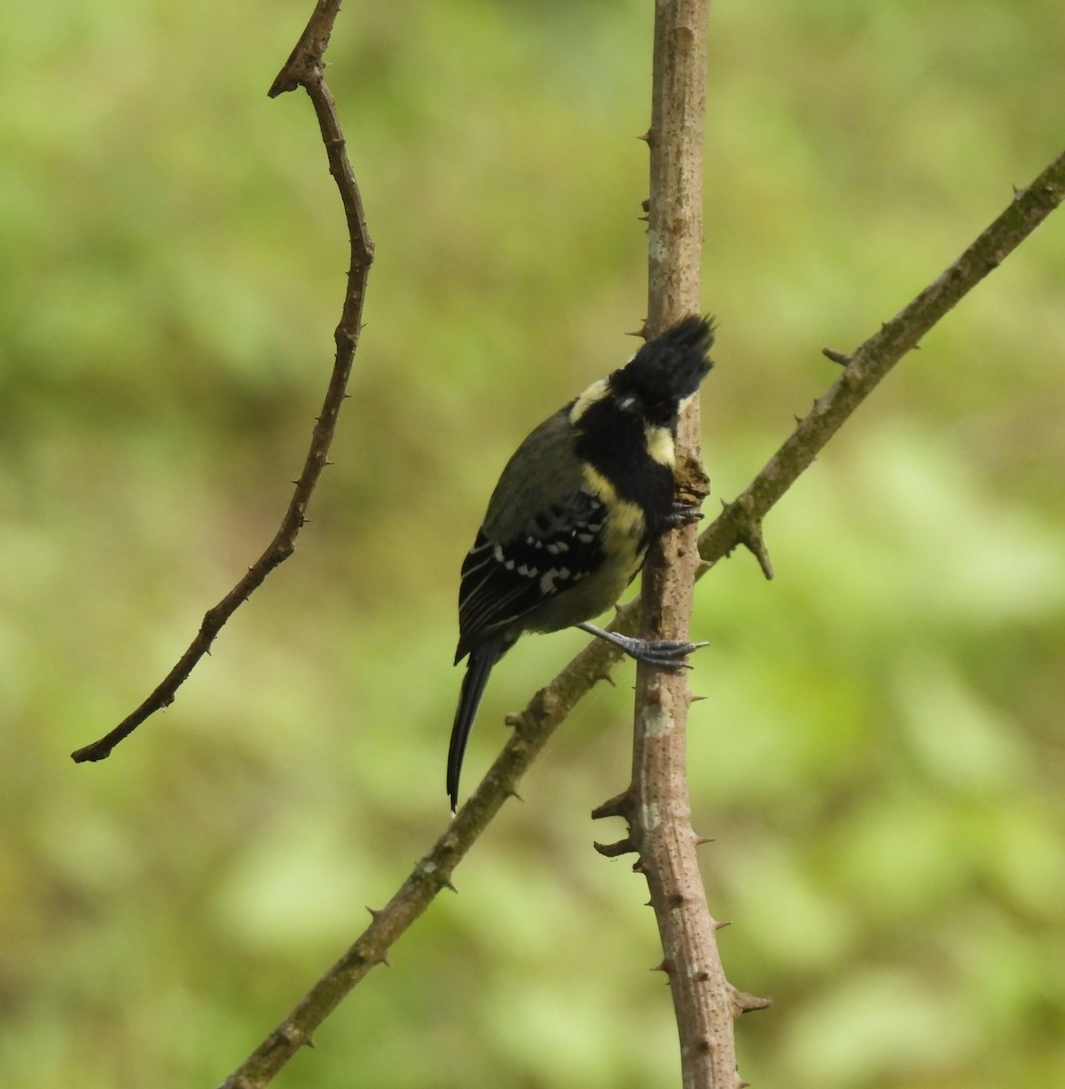 Indian Yellow Tit - ML619810566