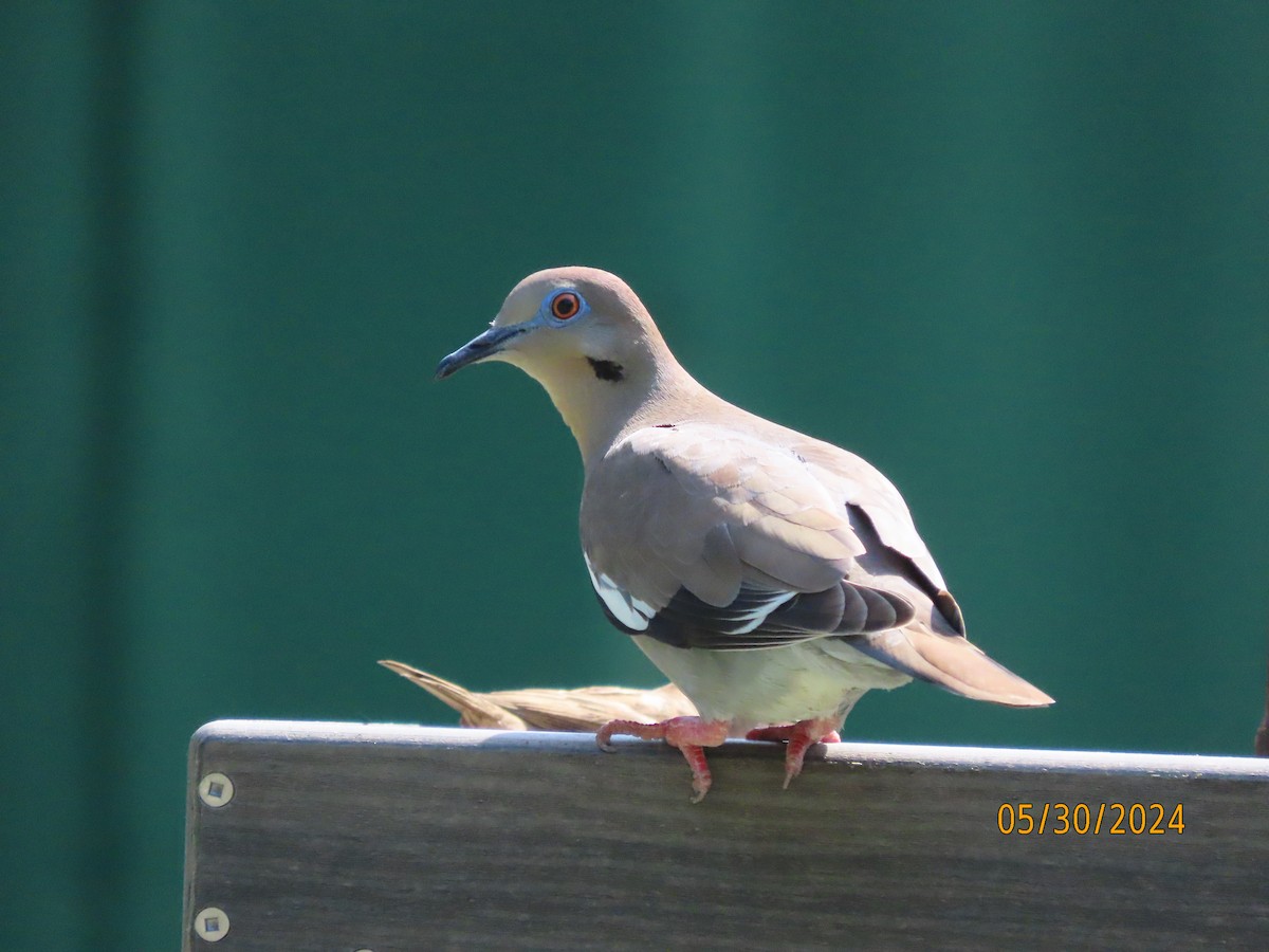 White-winged Dove - ML619810575