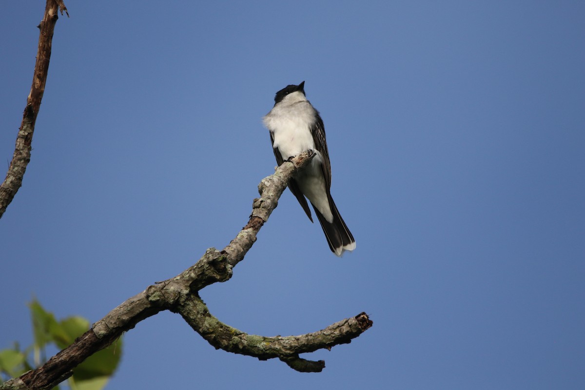 Eastern Kingbird - ML619810584