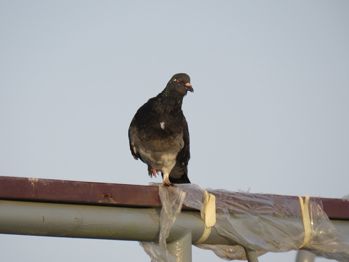 Rock Pigeon (Feral Pigeon) - ML619810589