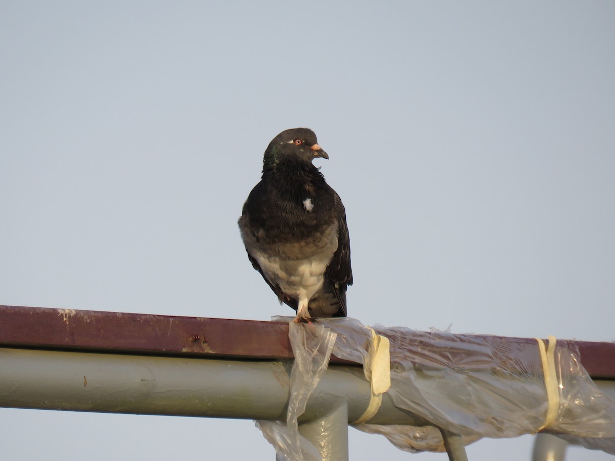 Rock Pigeon (Feral Pigeon) - ML619810590