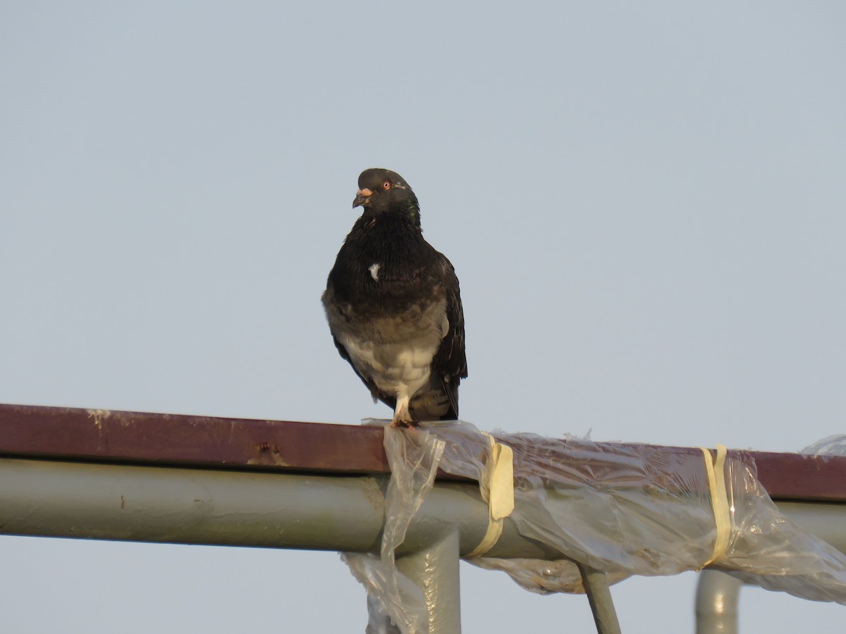 Rock Pigeon (Feral Pigeon) - Ron Batie