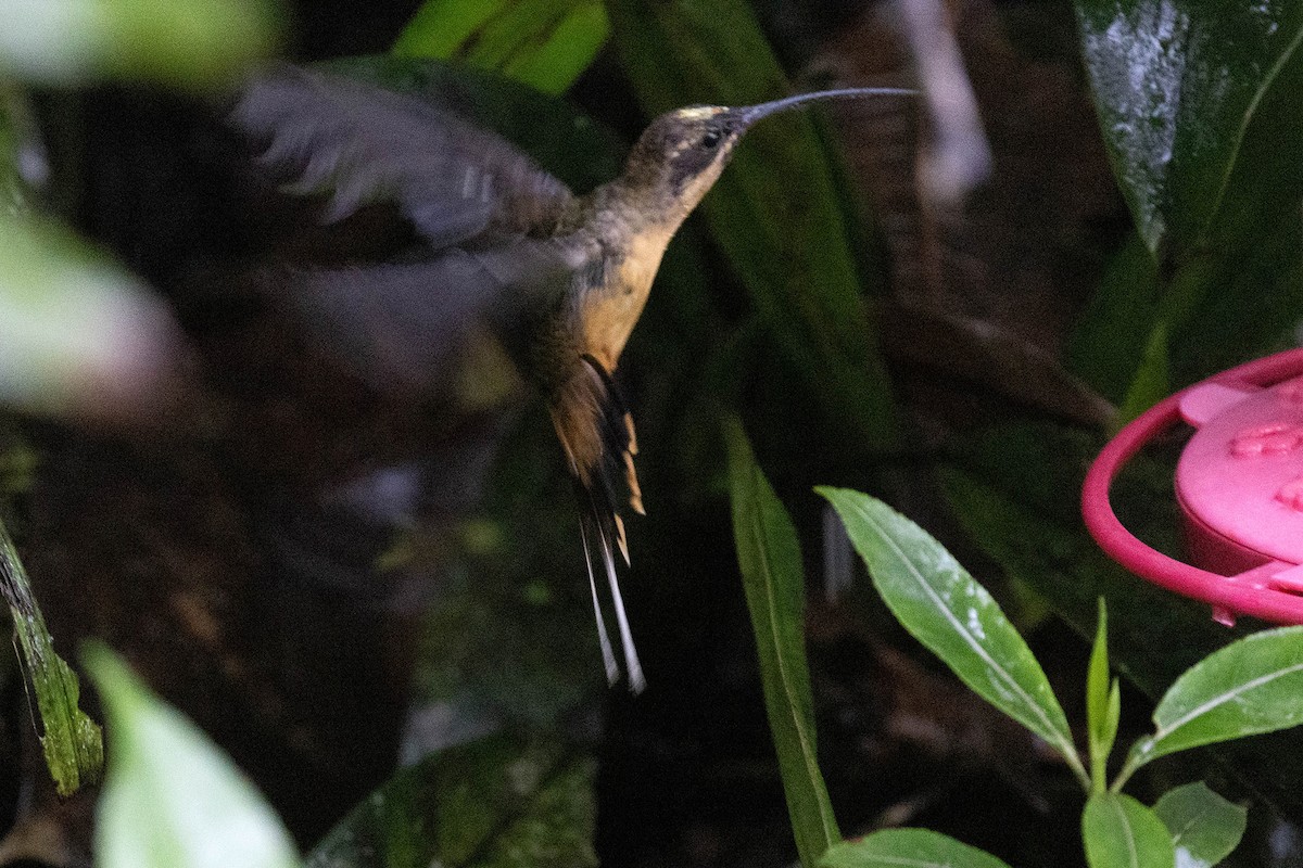 Ржавчатый колибри-отшельник - ML619810592