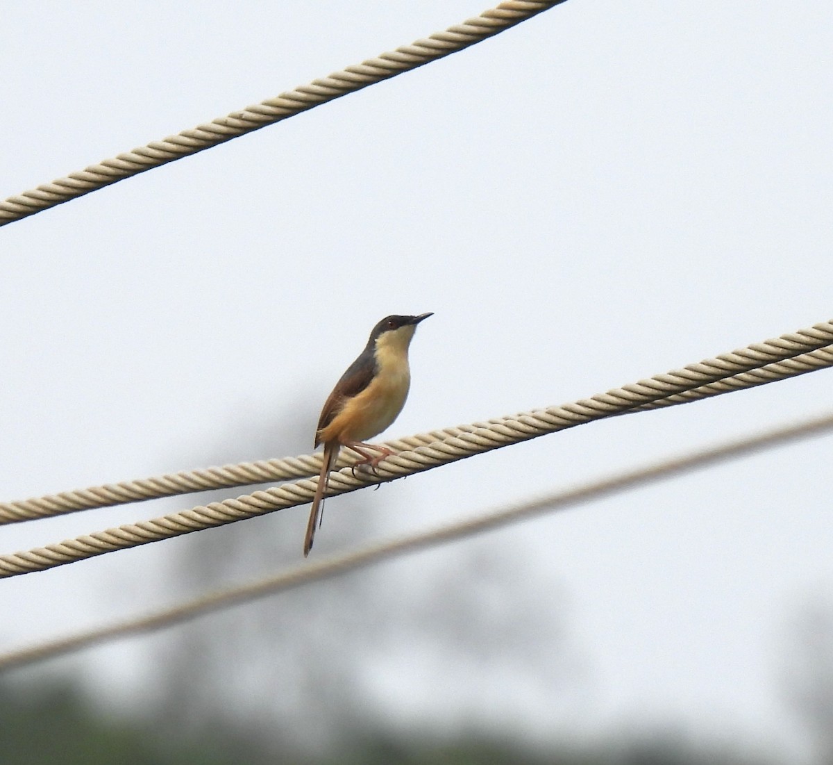 Ashy Prinia - ML619810612