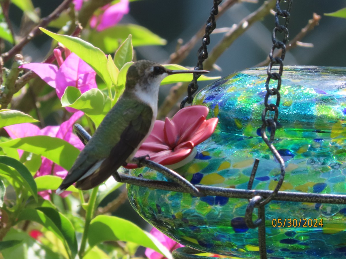 Colibri à gorge rubis - ML619810614