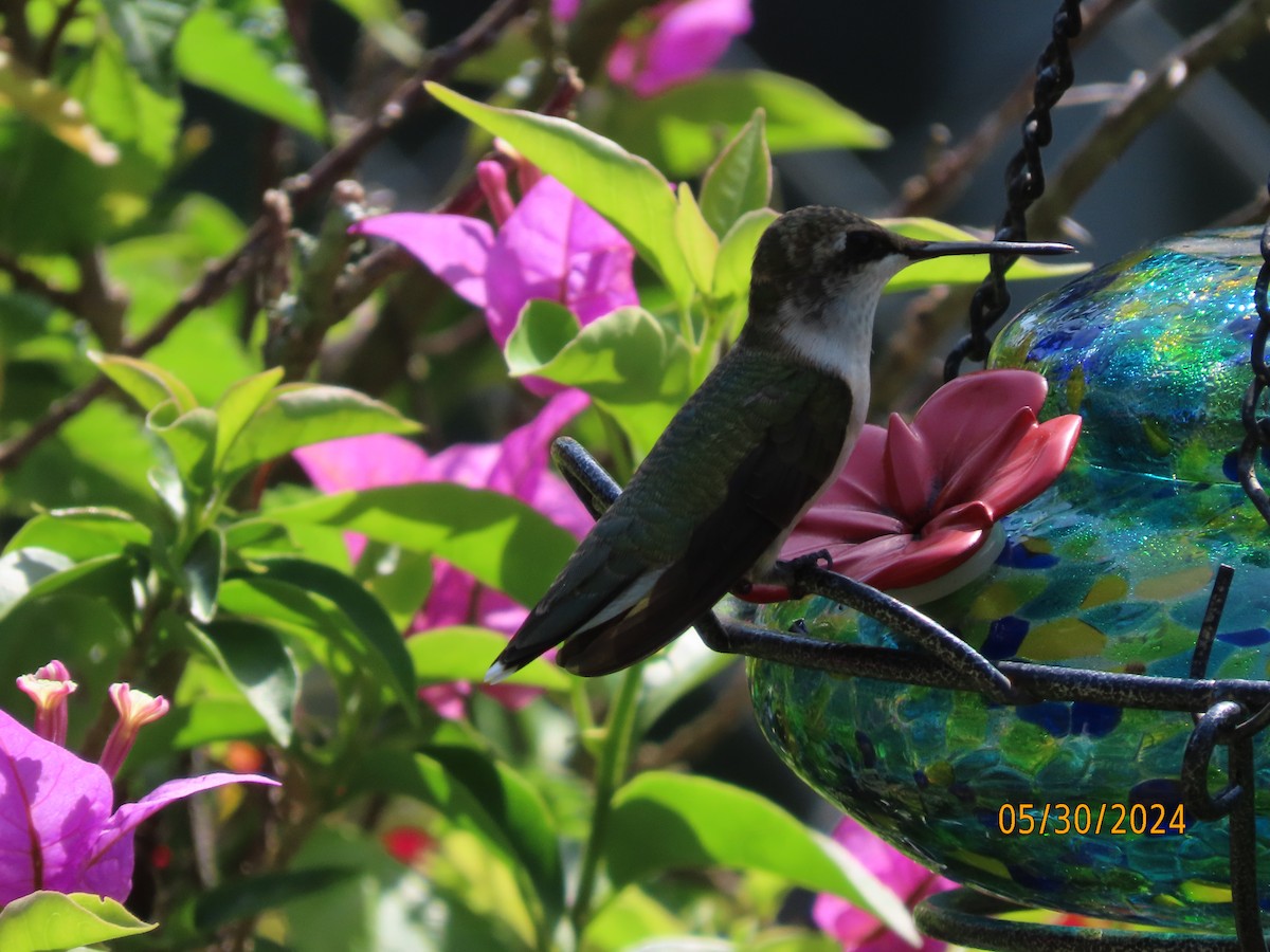 Ruby-throated Hummingbird - ML619810615