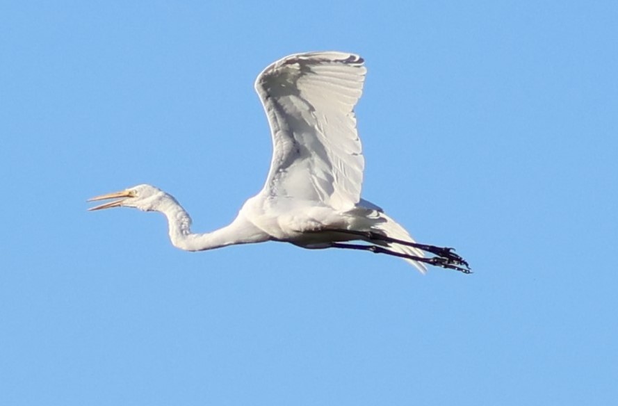 Great Egret - ML619810619