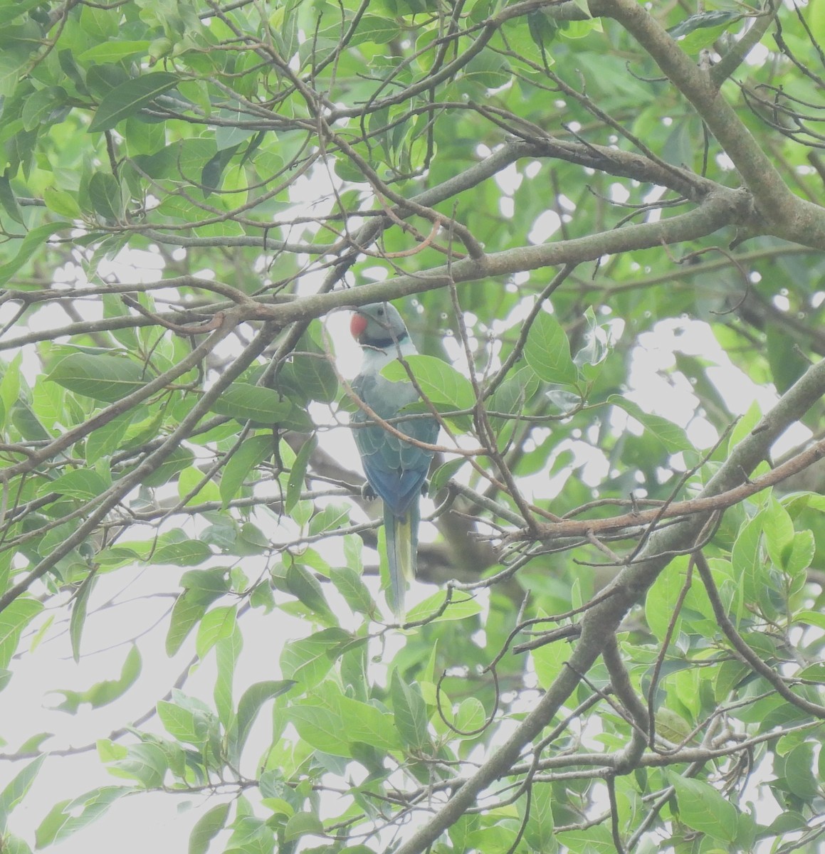 Malabar Parakeet - ML619810631