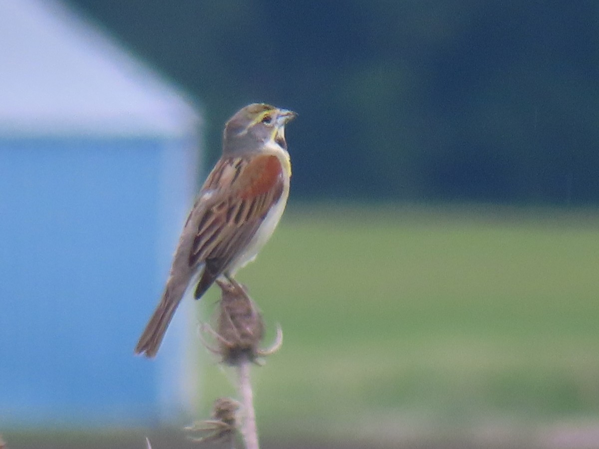 Dickcissel - ML619810638