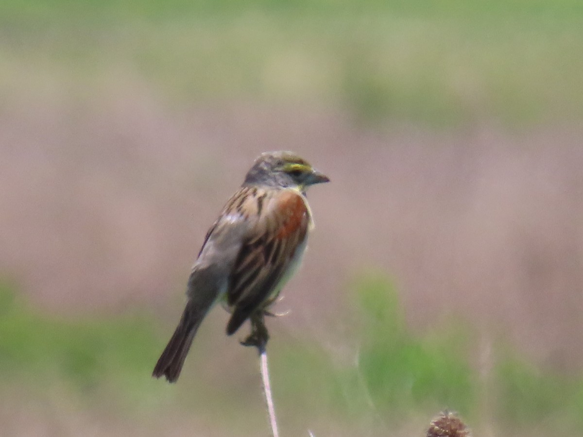 Dickcissel - ML619810639