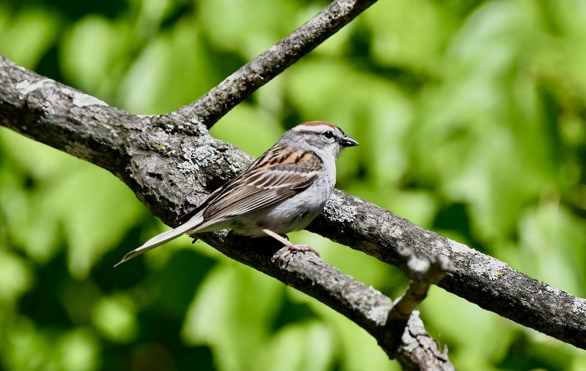 Chipping Sparrow - ML619810643