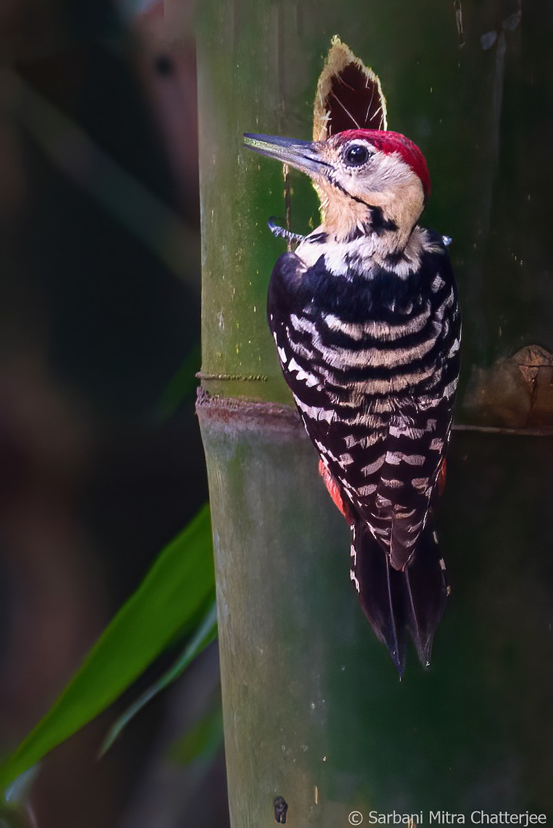 Fulvous-breasted Woodpecker - ML619810647