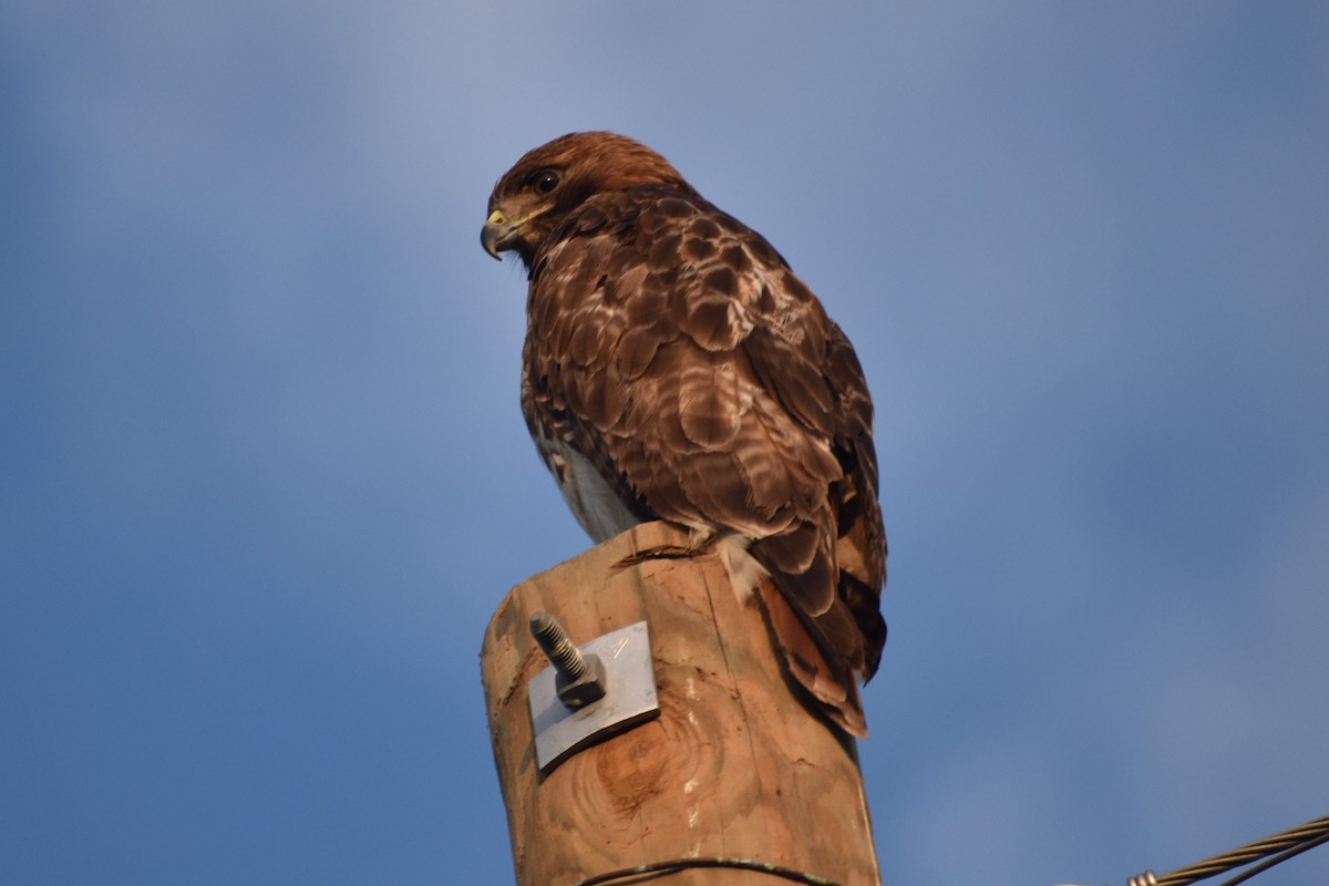 Red-tailed Hawk - ML619810652