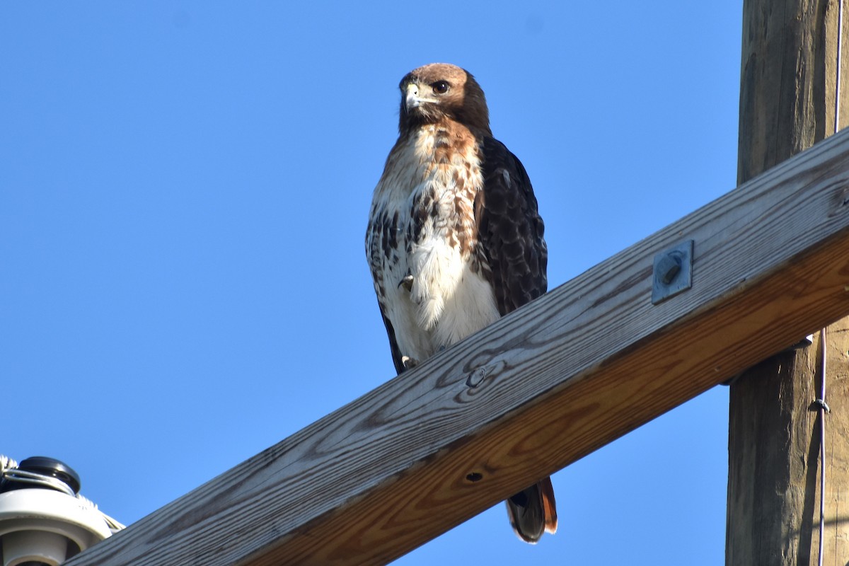 Red-tailed Hawk - ML619810653