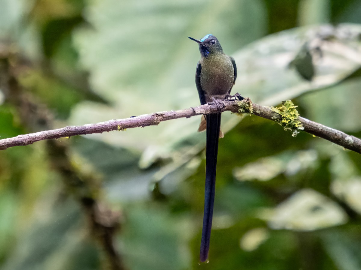 Violet-tailed Sylph - ML619810660
