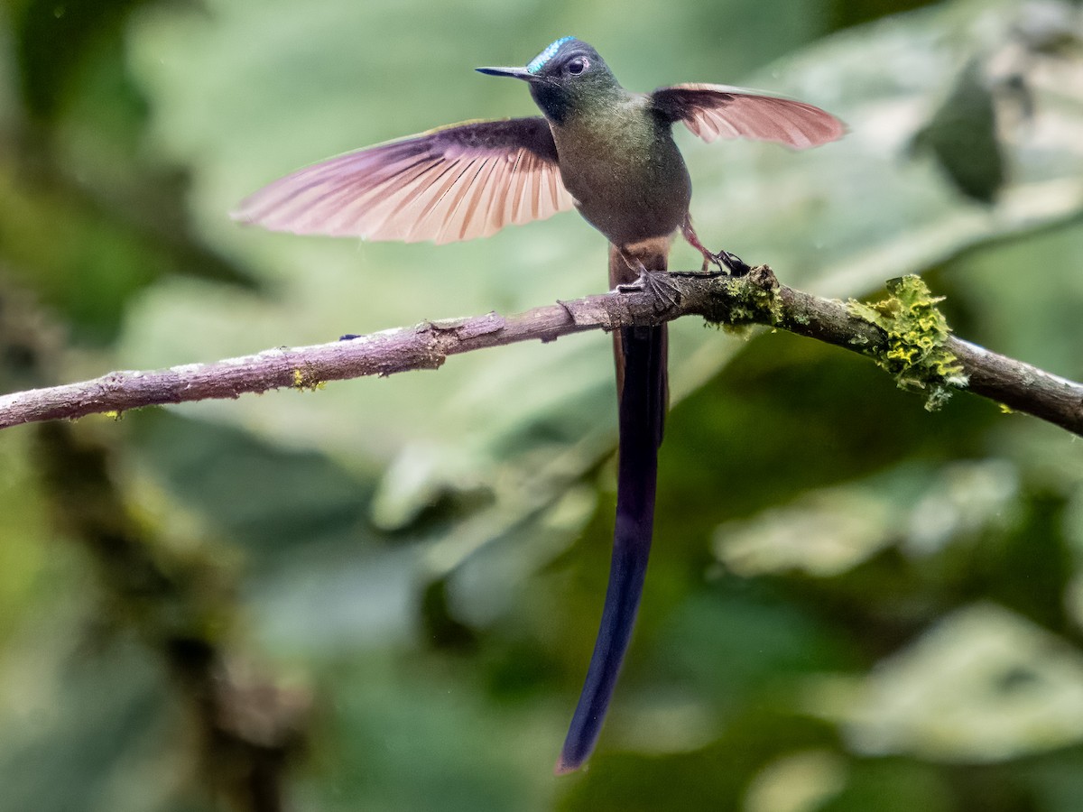 Violet-tailed Sylph - ML619810661