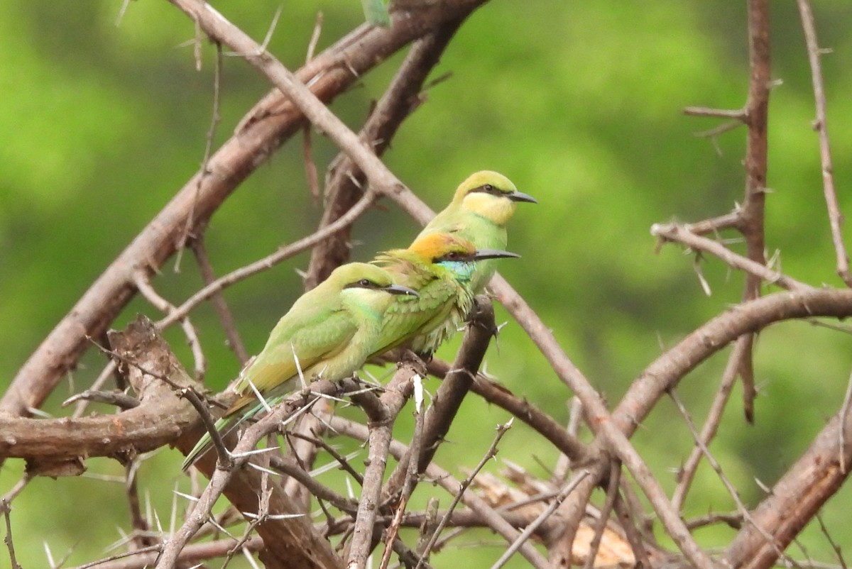 Asian Green Bee-eater - ML619810663