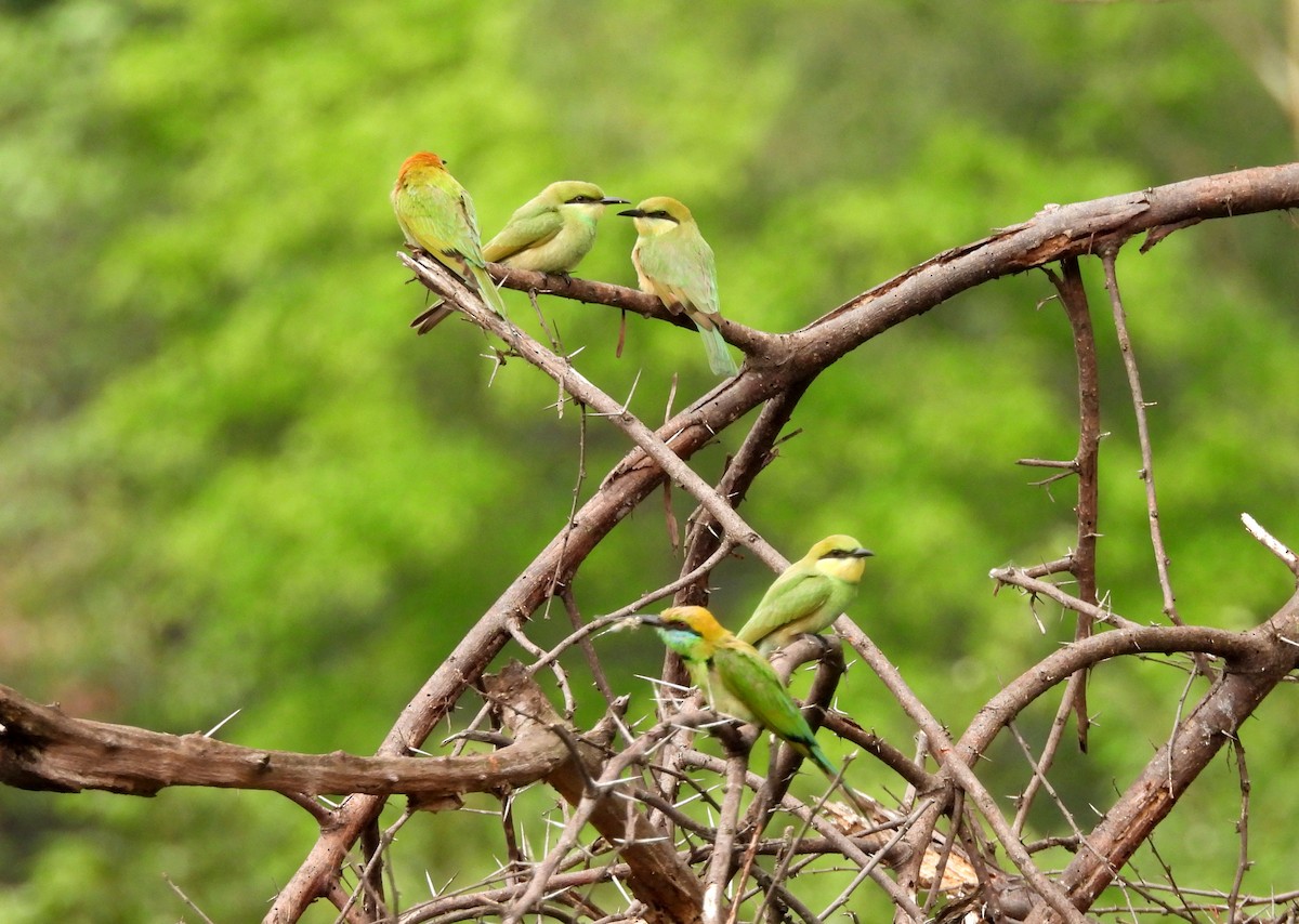 Asian Green Bee-eater - ML619810665