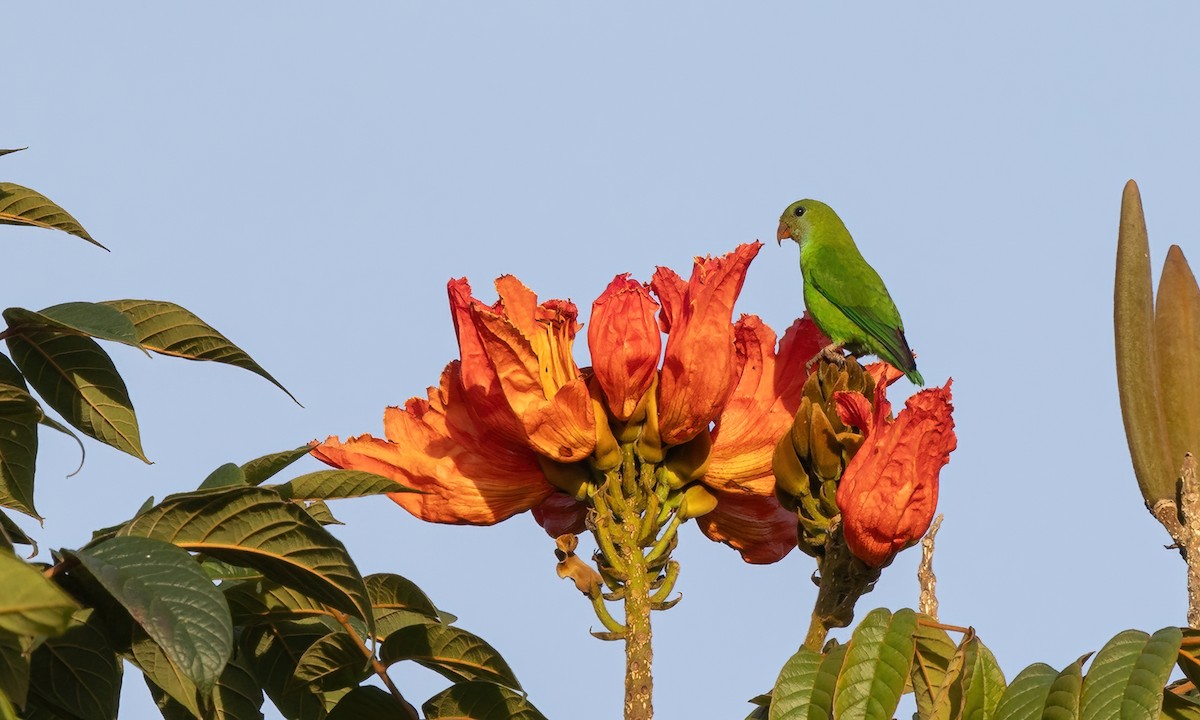 Philippine Hanging-Parrot - ML619810686