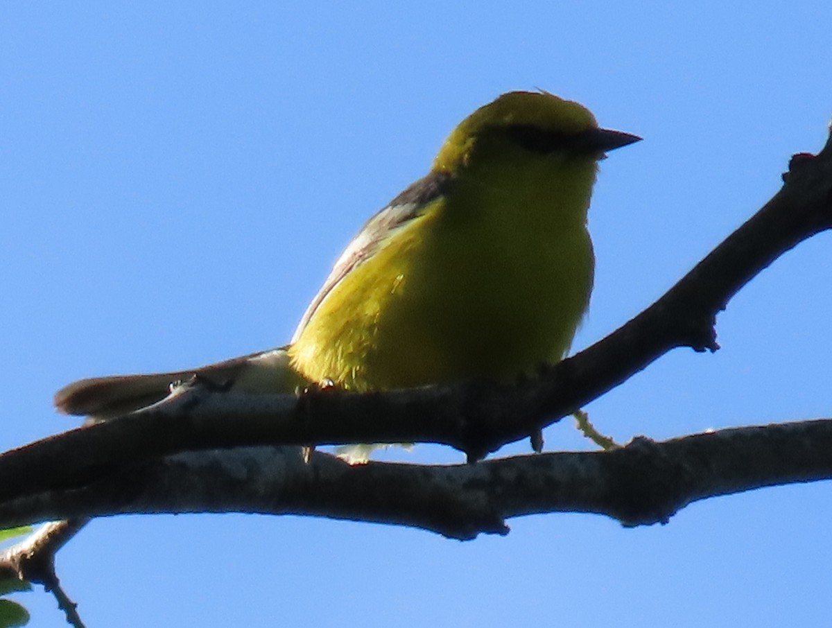 Blue-winged Warbler - ML619810693