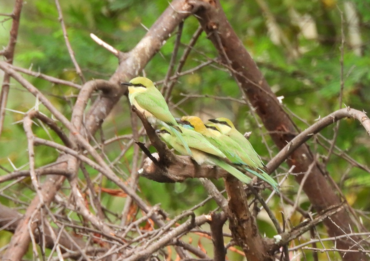 Asian Green Bee-eater - ML619810705