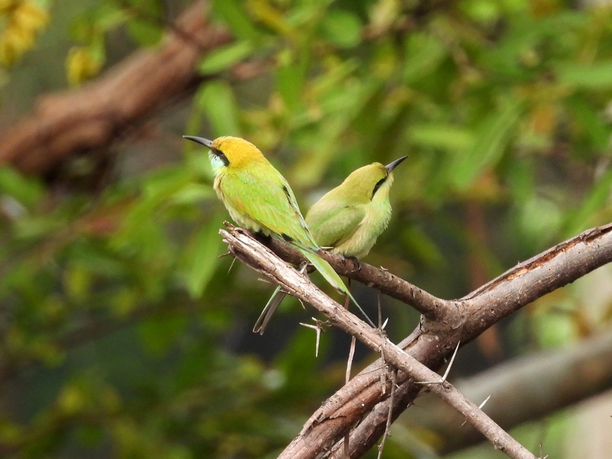 Asian Green Bee-eater - ML619810706