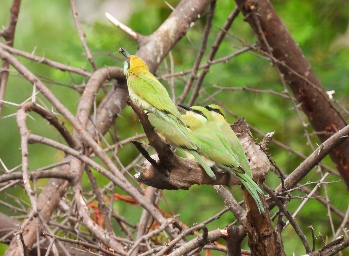 Asian Green Bee-eater - ML619810708