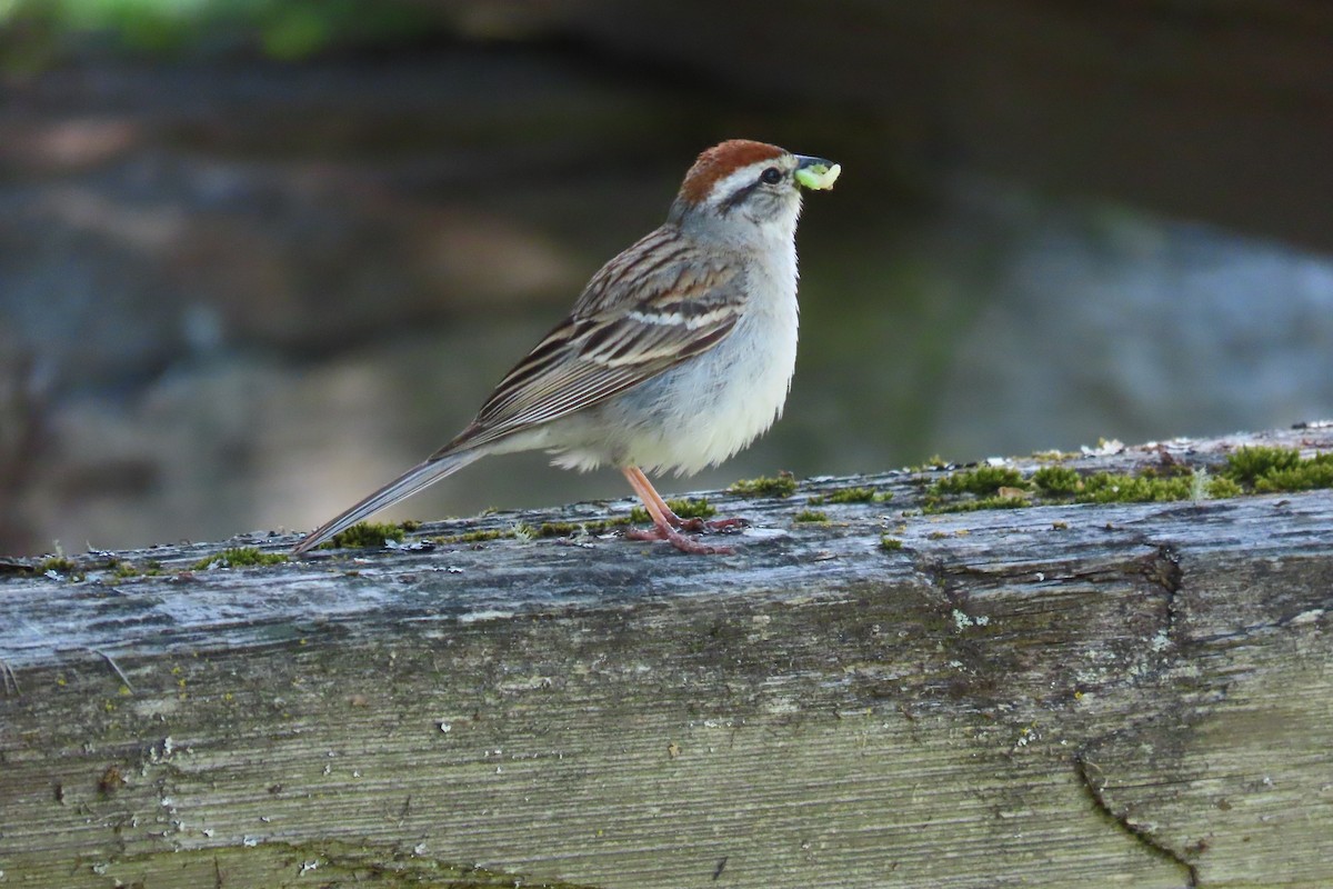 Chipping Sparrow - ML619810716
