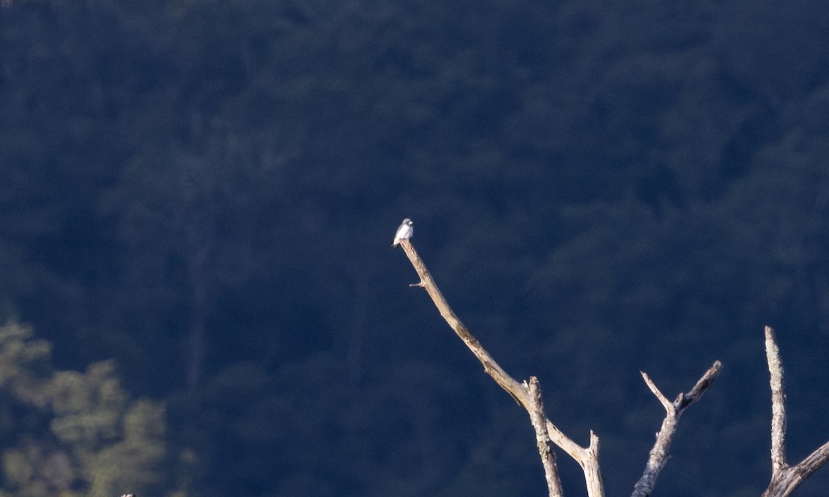 White-breasted Woodswallow - ML619810718
