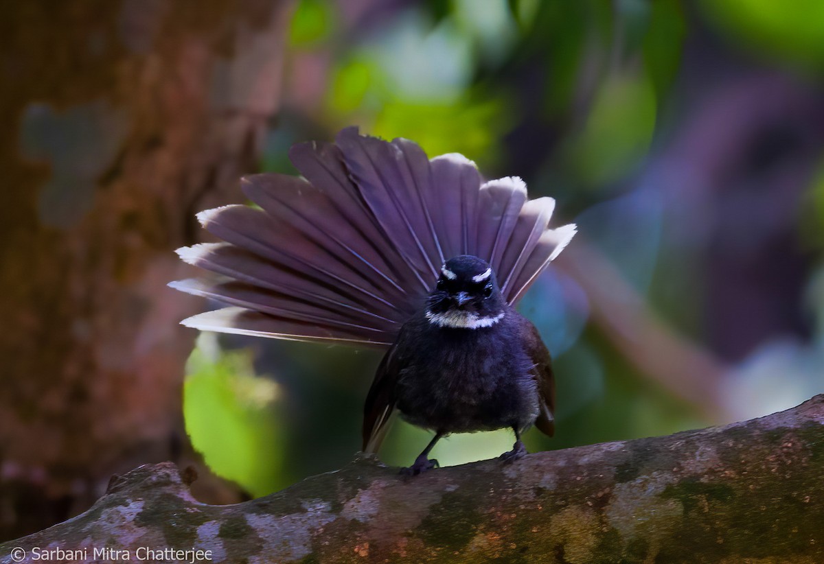 White-throated Fantail - ML619810745