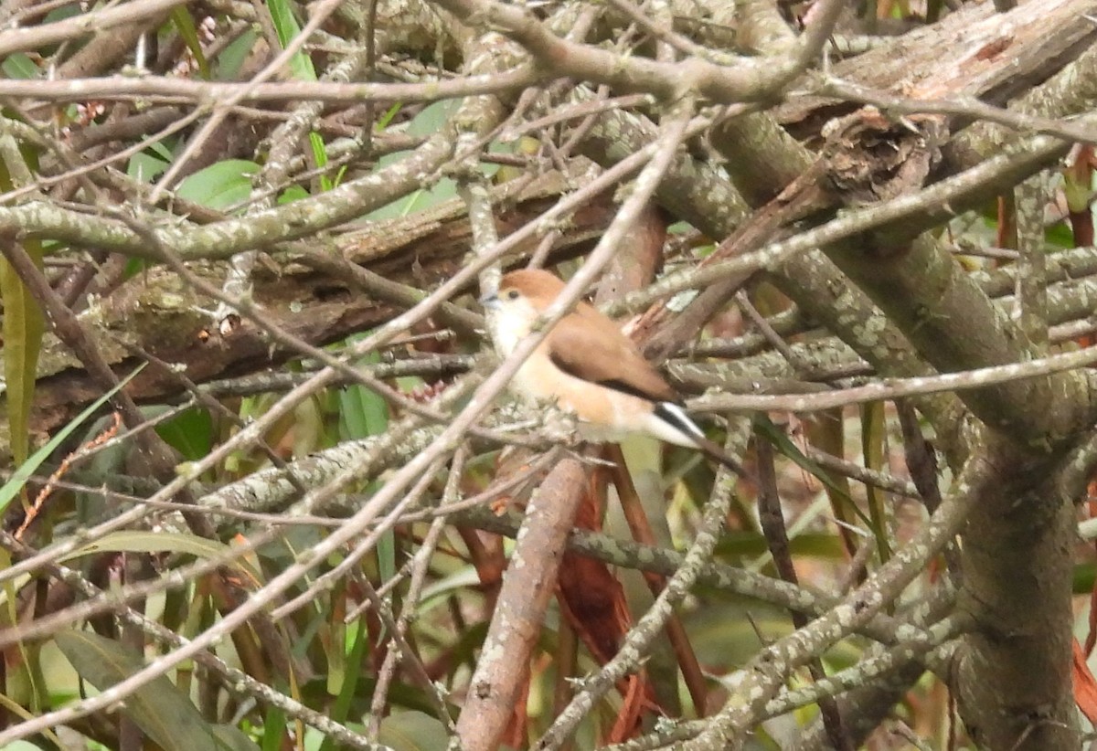 Indian Silverbill - ML619810746