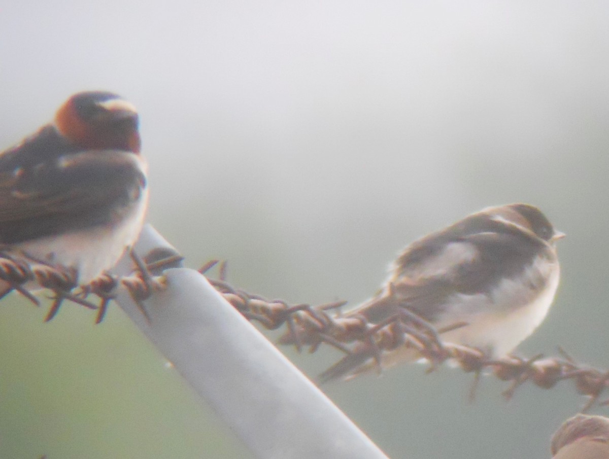 Cliff Swallow (pyrrhonota Group) - ML619810751