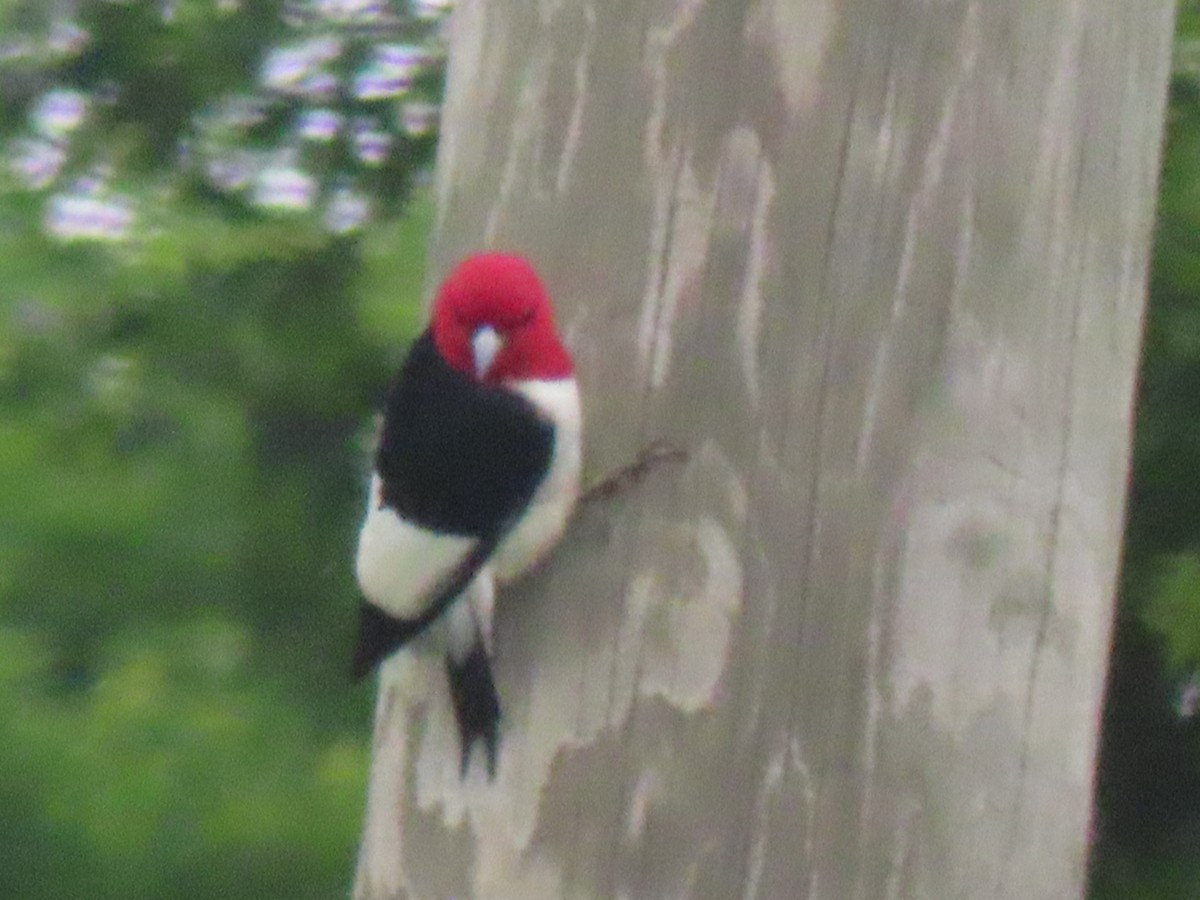 Red-headed Woodpecker - ML619810764