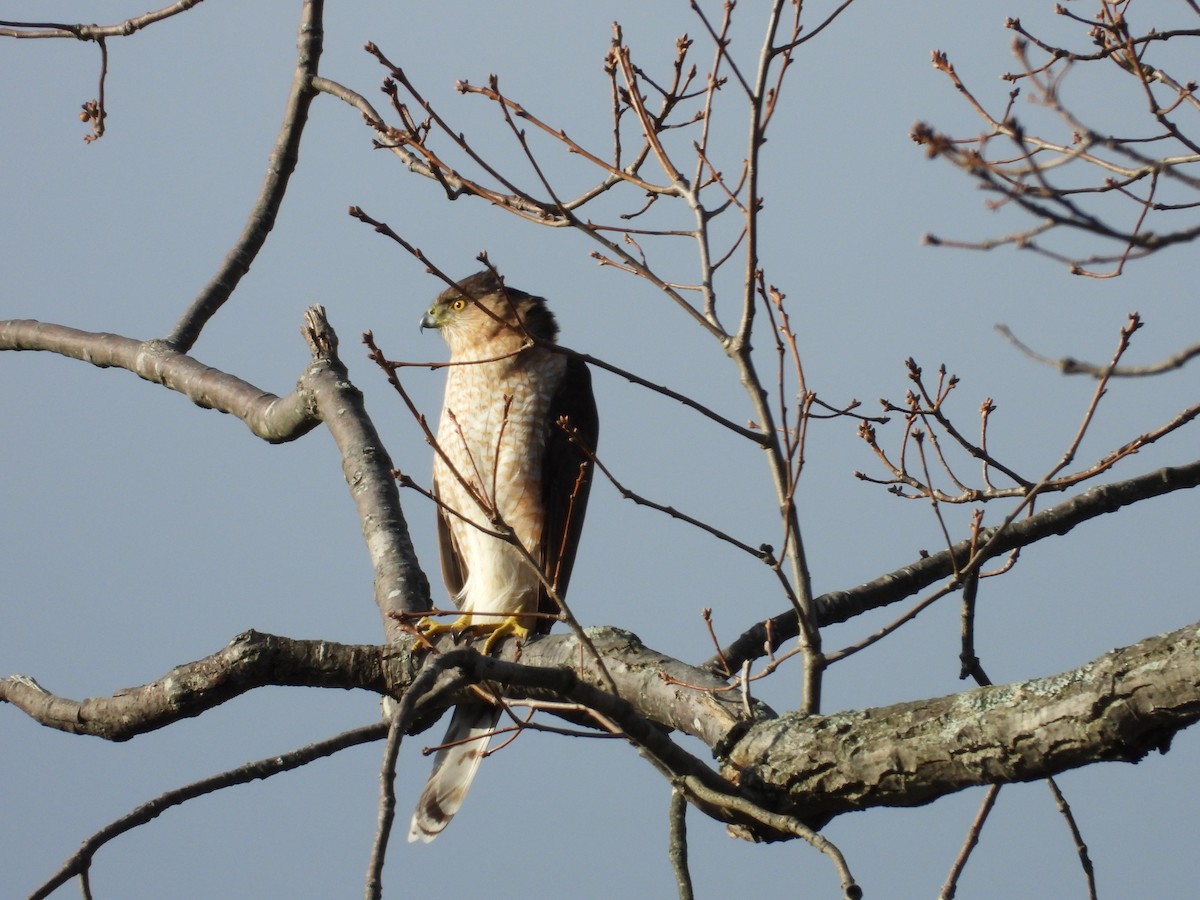 Cooper's Hawk - ML619810777