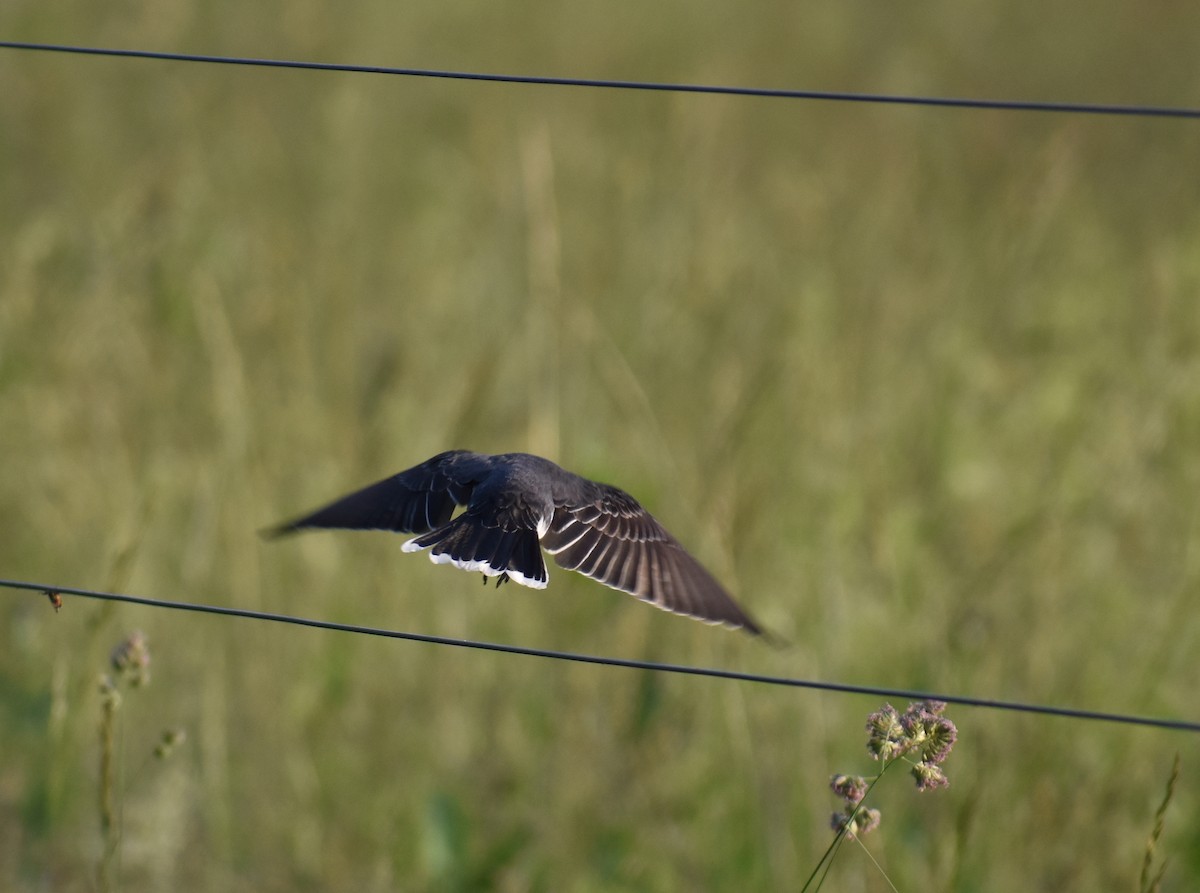 Eastern Kingbird - ML619810780