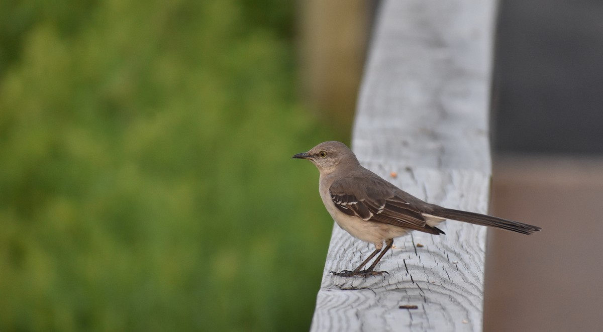 Northern Mockingbird - ML619810788