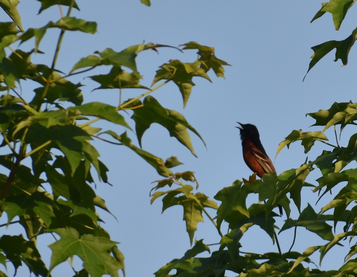Orchard Oriole - ML619810793