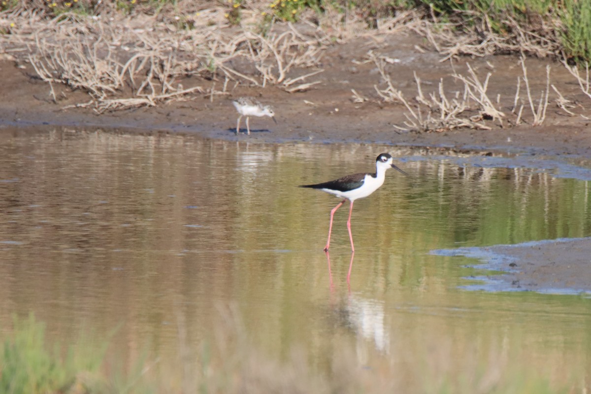 Black-necked Stilt - ML619810794