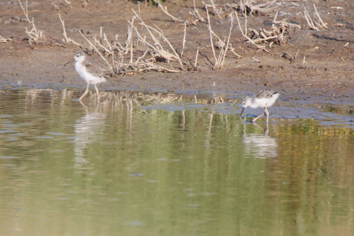 Black-necked Stilt - ML619810795